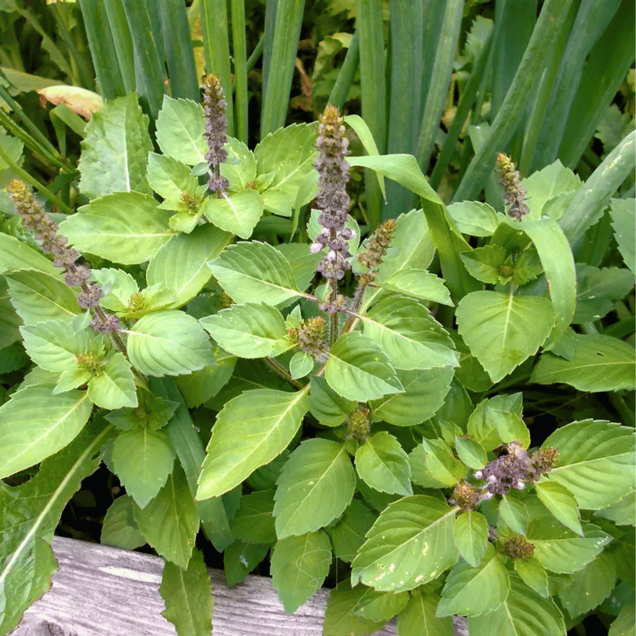 Holy Tulsi Basil – 250 Seeds Southern Seeds