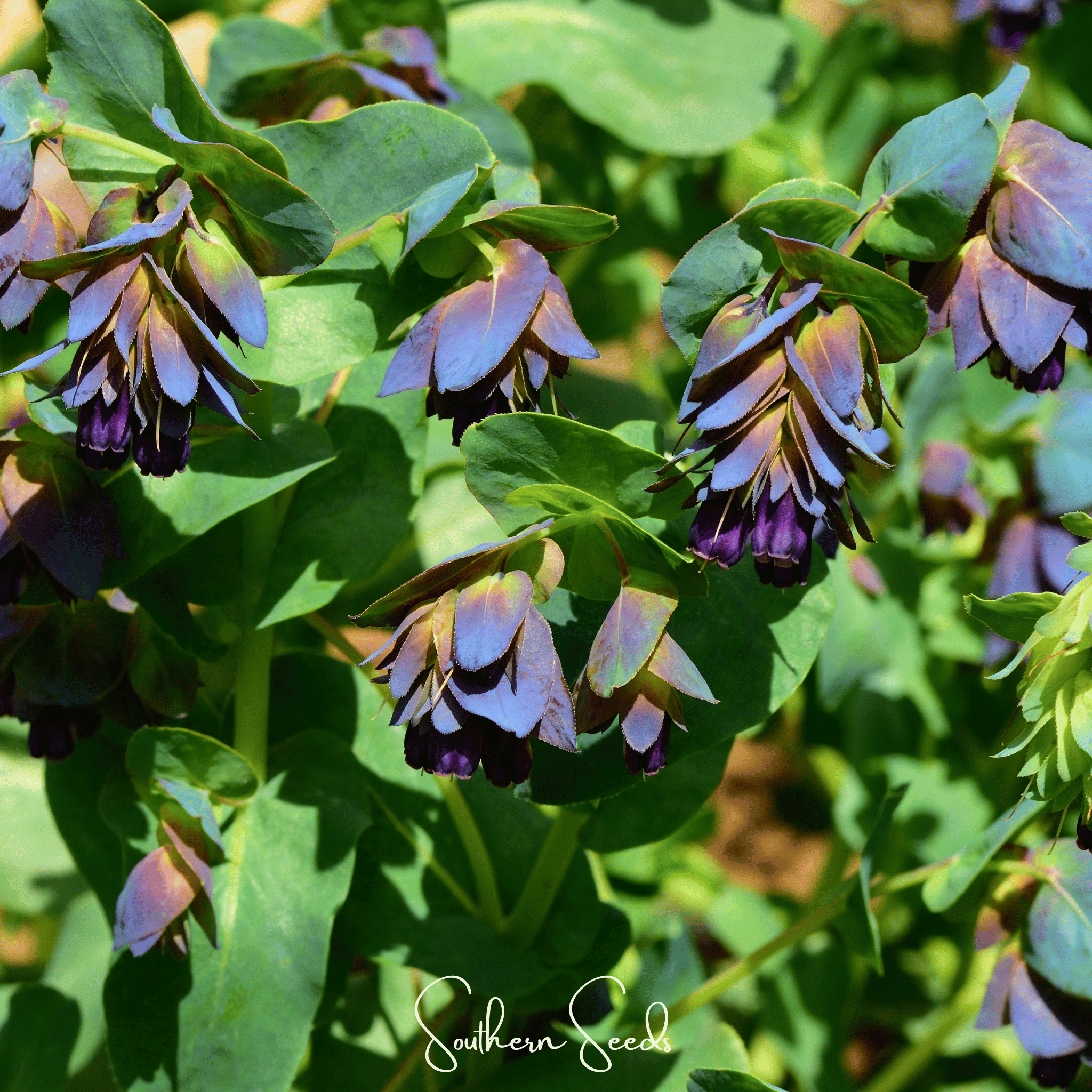Blue Shrimp Honeywort – 10 Seeds Southern Seeds