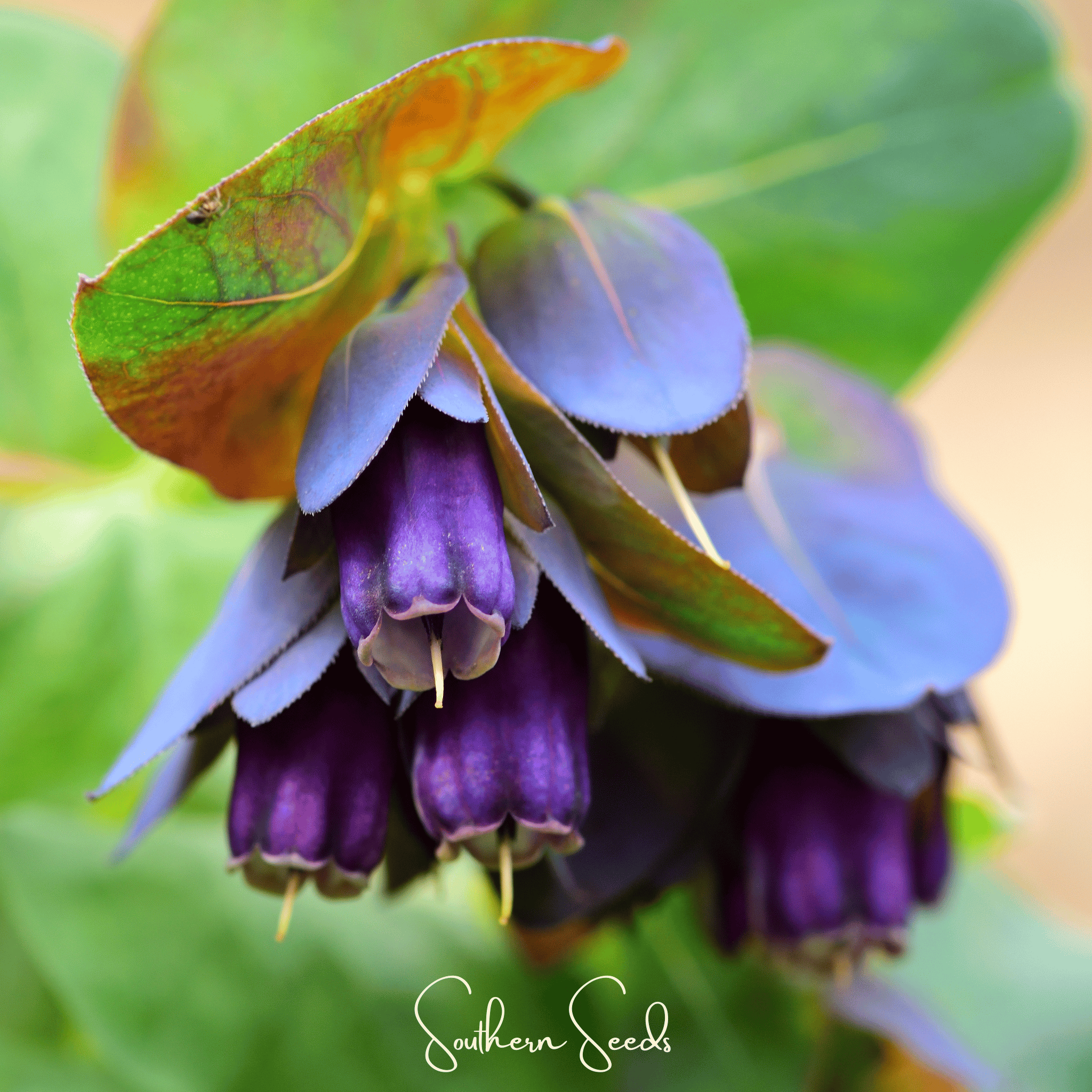 Blue Shrimp Honeywort – 10 Seeds Southern Seeds