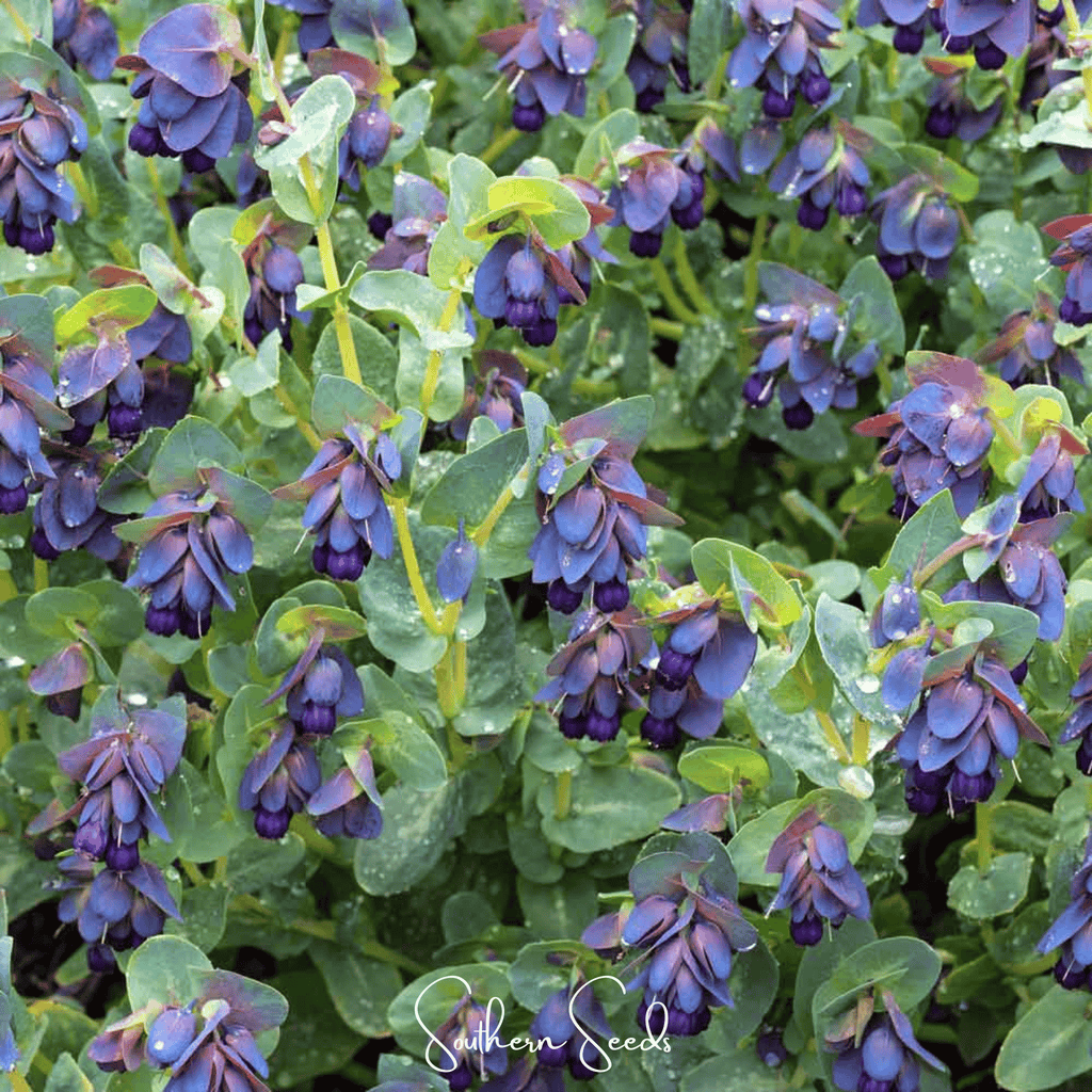 Blue Shrimp Honeywort – 10 Seeds Southern Seeds