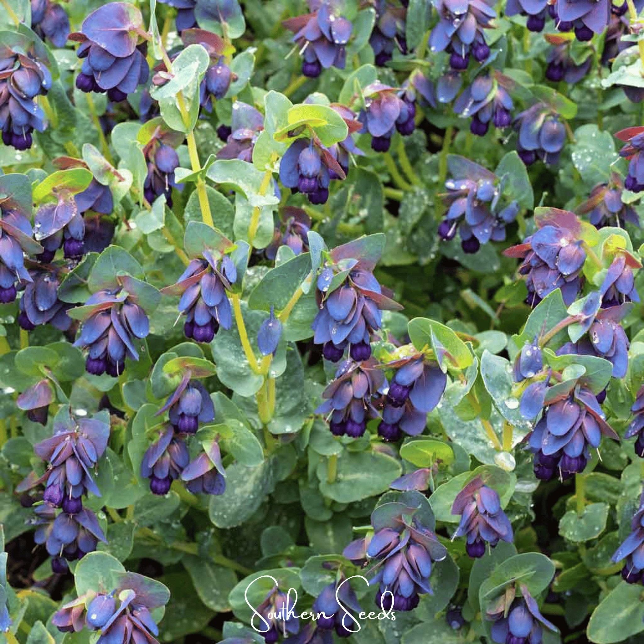 Blue Shrimp Honeywort – 10 Seeds Southern Seeds