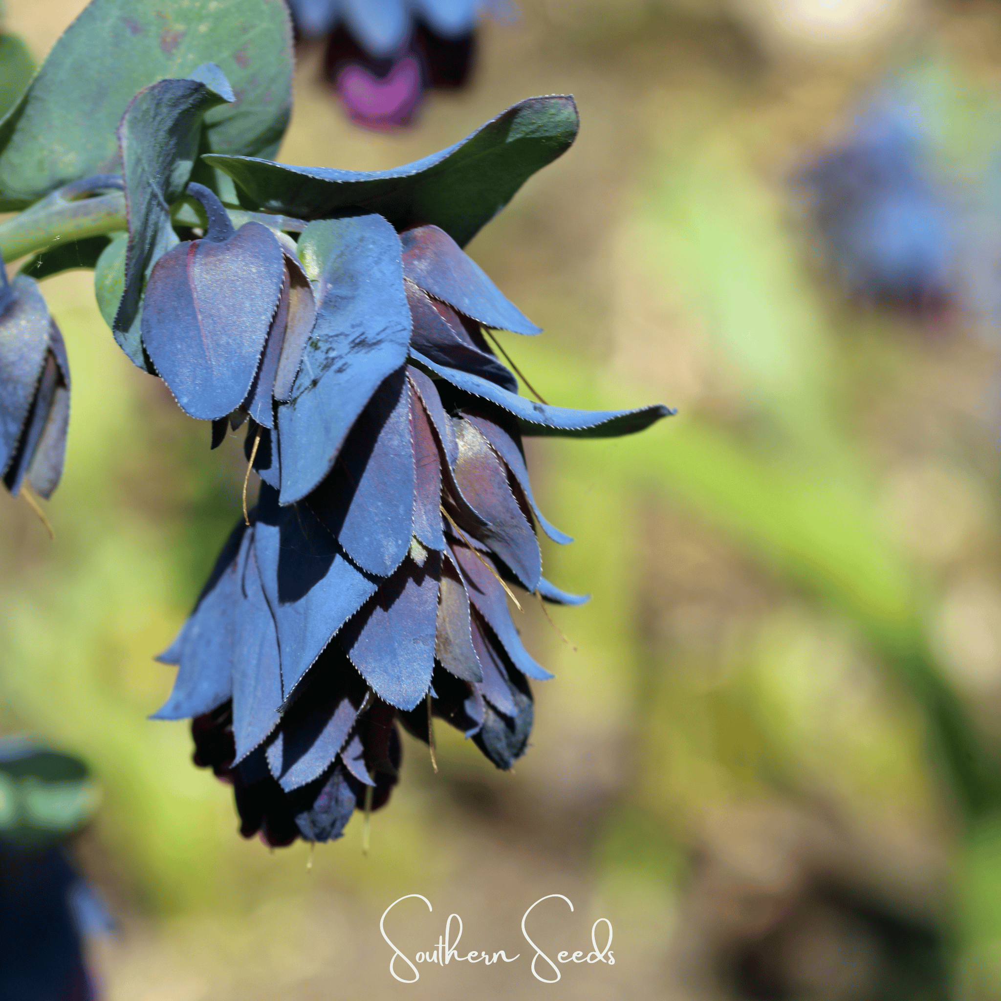 Blue Shrimp Honeywort – 10 Seeds Southern Seeds