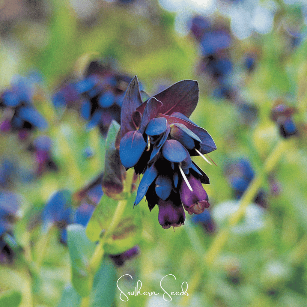 Blue Shrimp Honeywort – 10 Seeds Southern Seeds