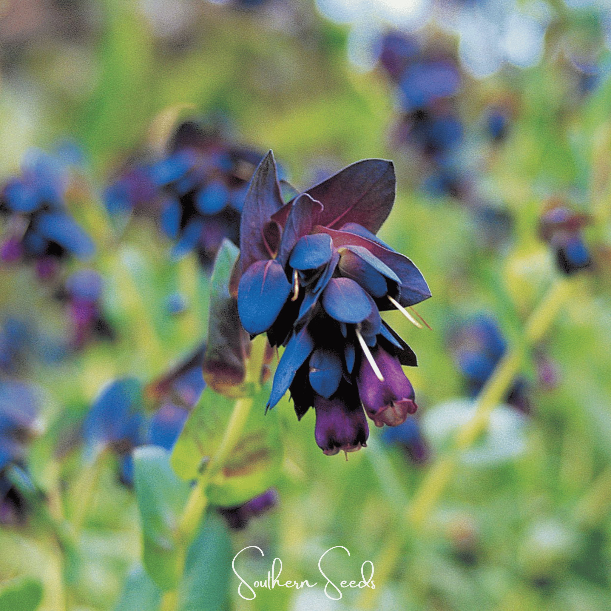 Blue Shrimp Honeywort – 10 Seeds Southern Seeds