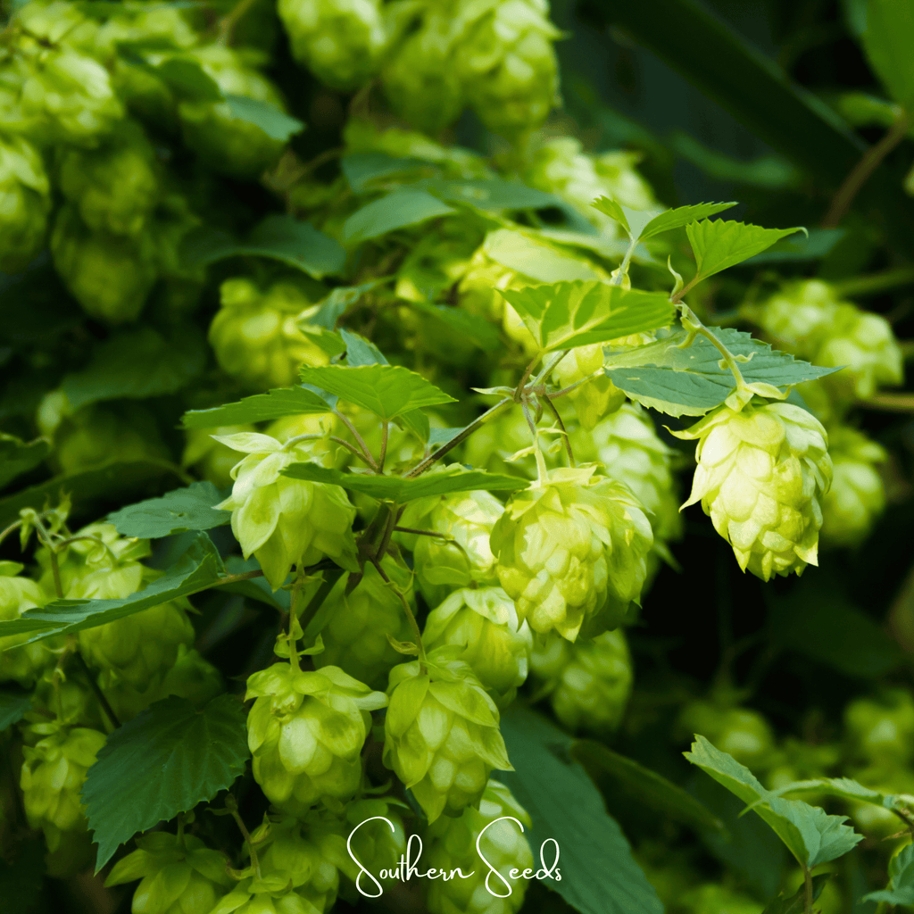 Beer Hops – 20 Seeds Southern Seeds