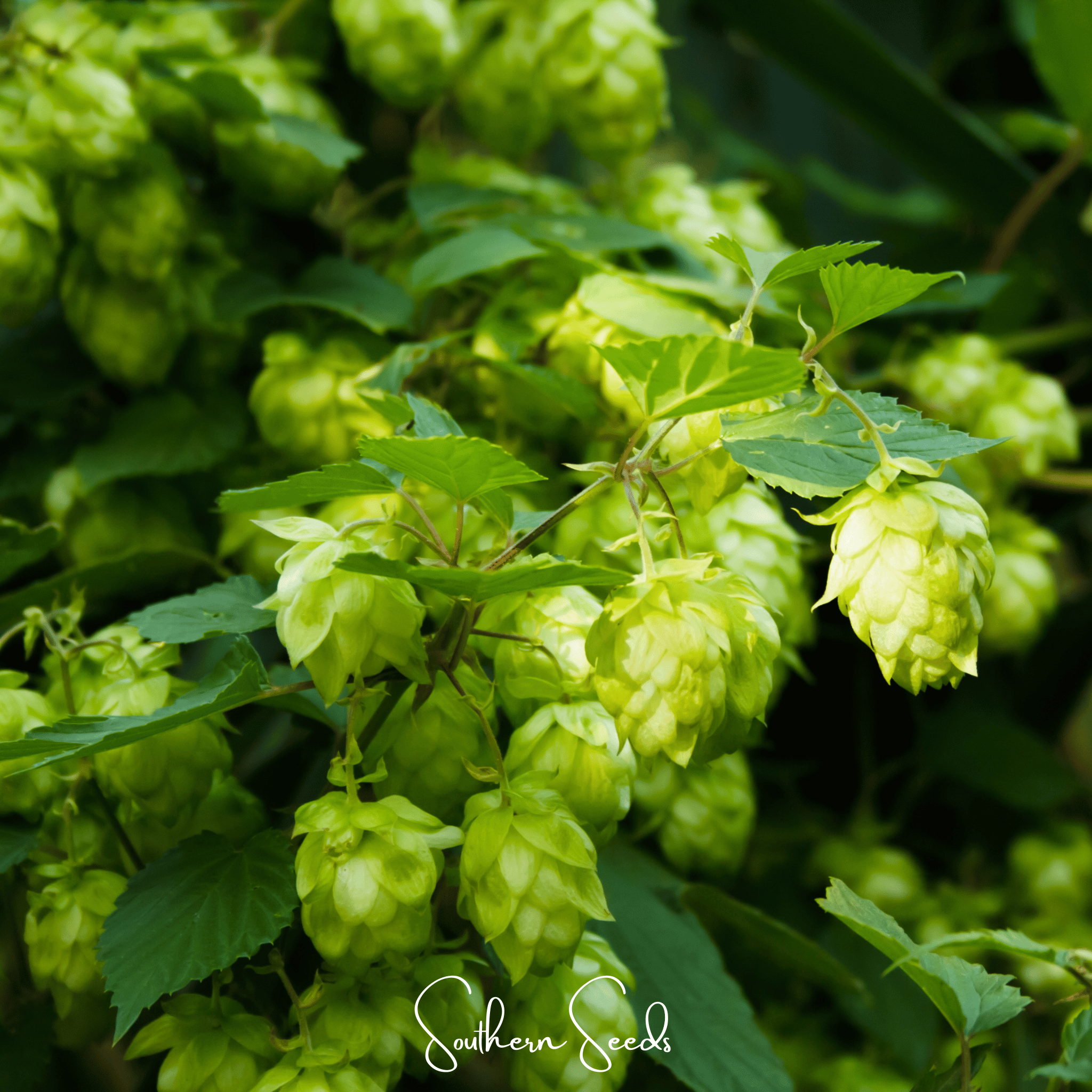 Beer Hops – 20 Seeds Southern Seeds