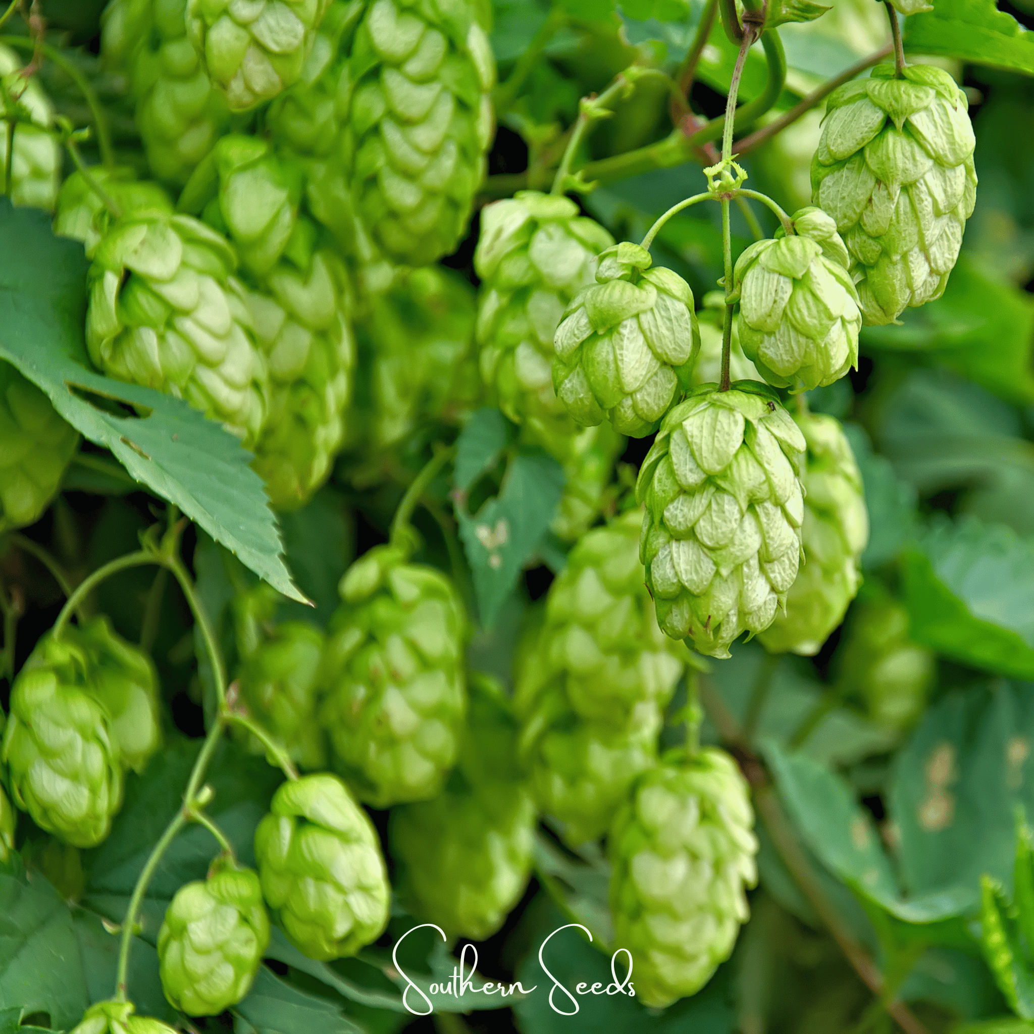 Beer Hops – 20 Seeds Southern Seeds