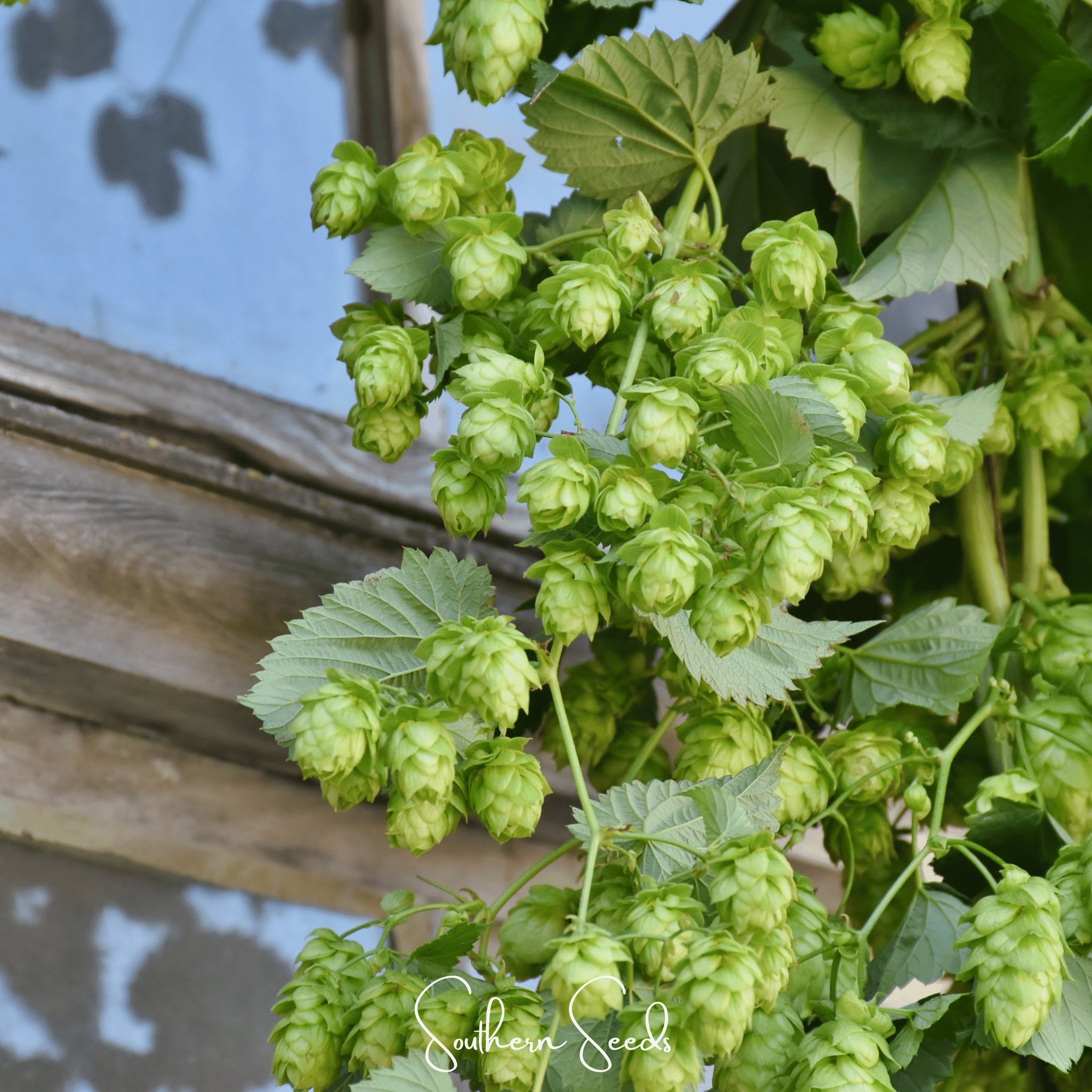 Beer Hops – 20 Seeds Southern Seeds