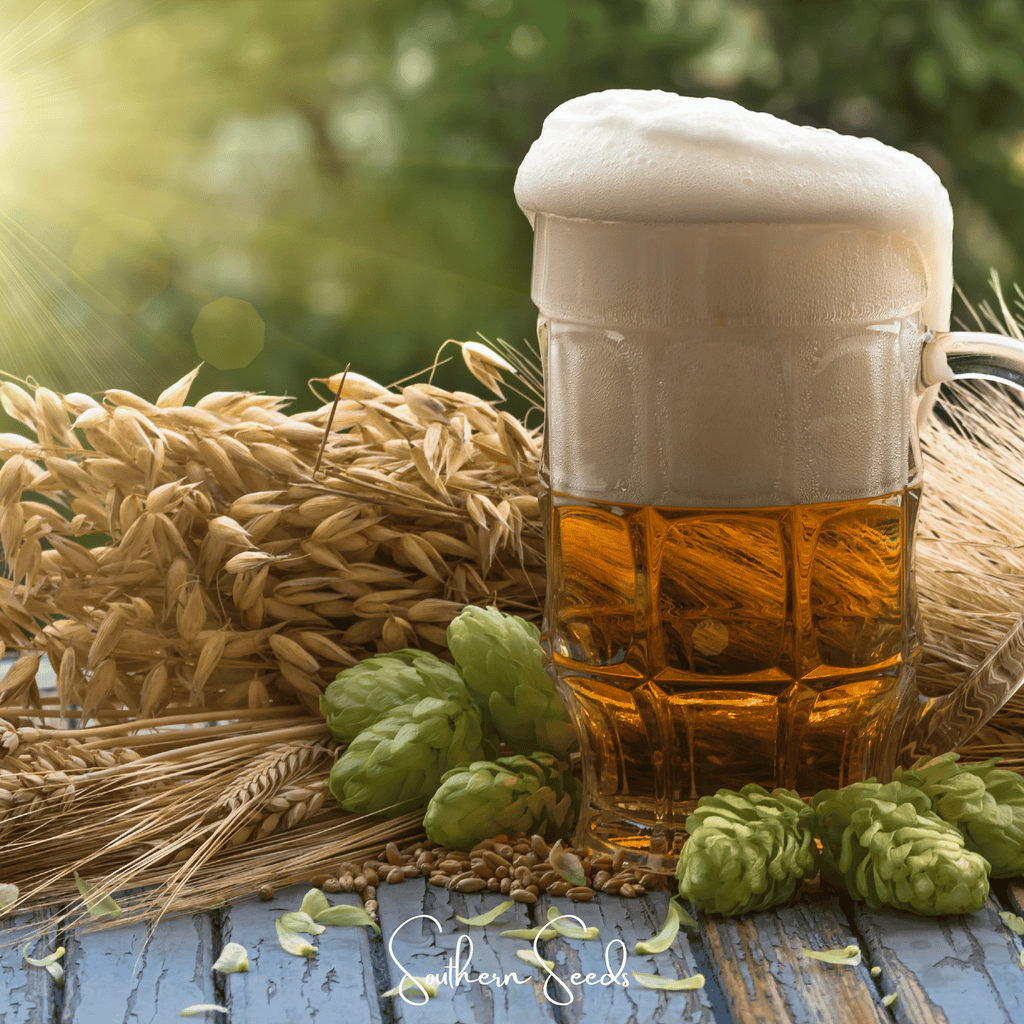 Beer Hops – 20 Seeds Southern Seeds