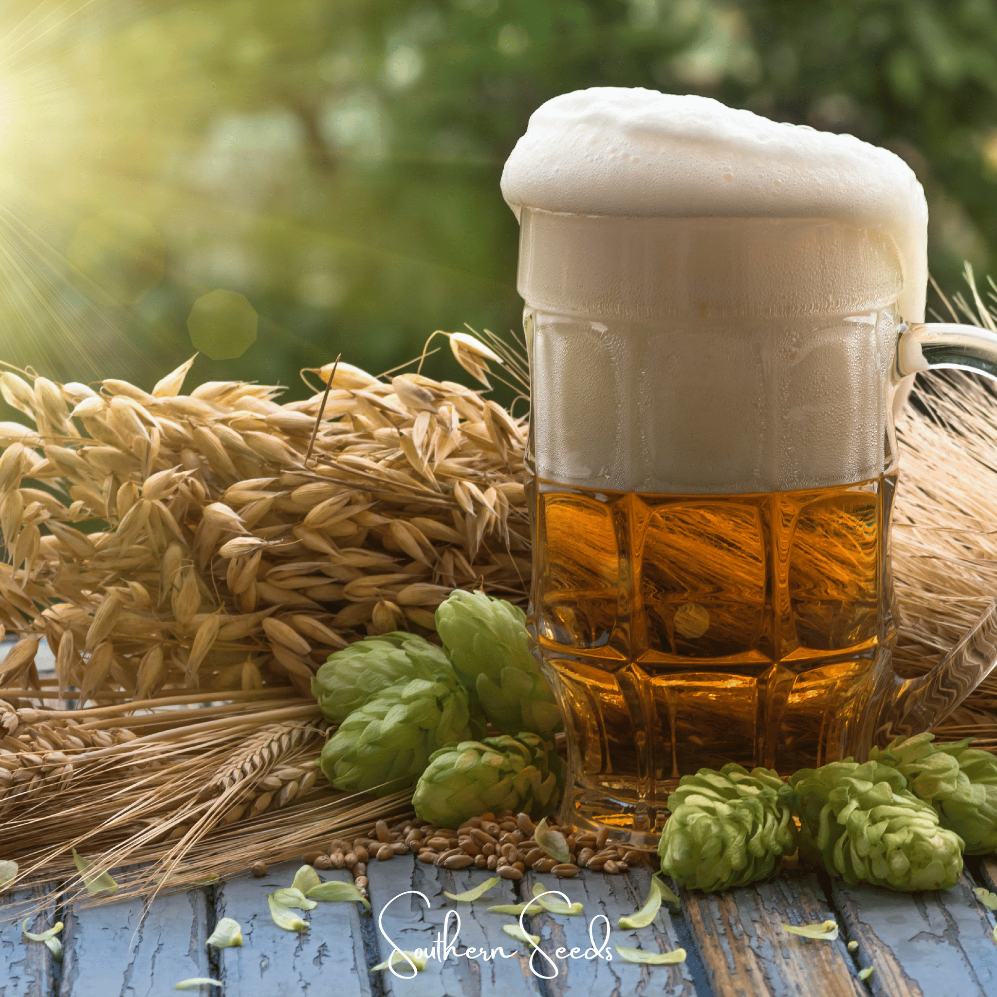 Beer Hops – 20 Seeds Southern Seeds