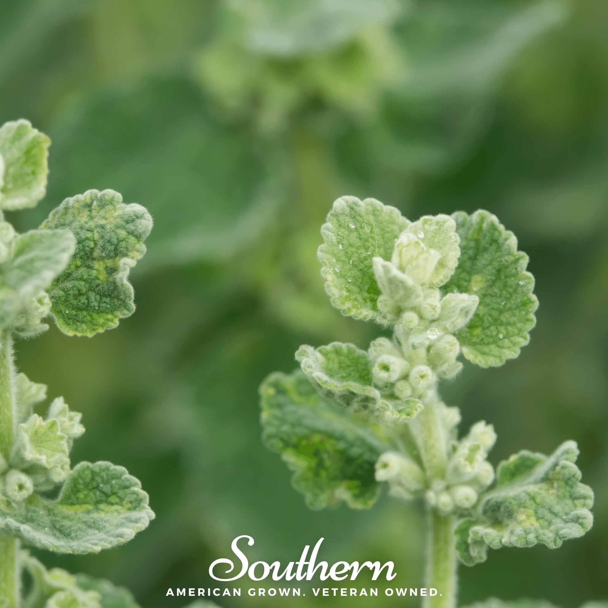 Horehound – 50 Seeds Southern Seeds