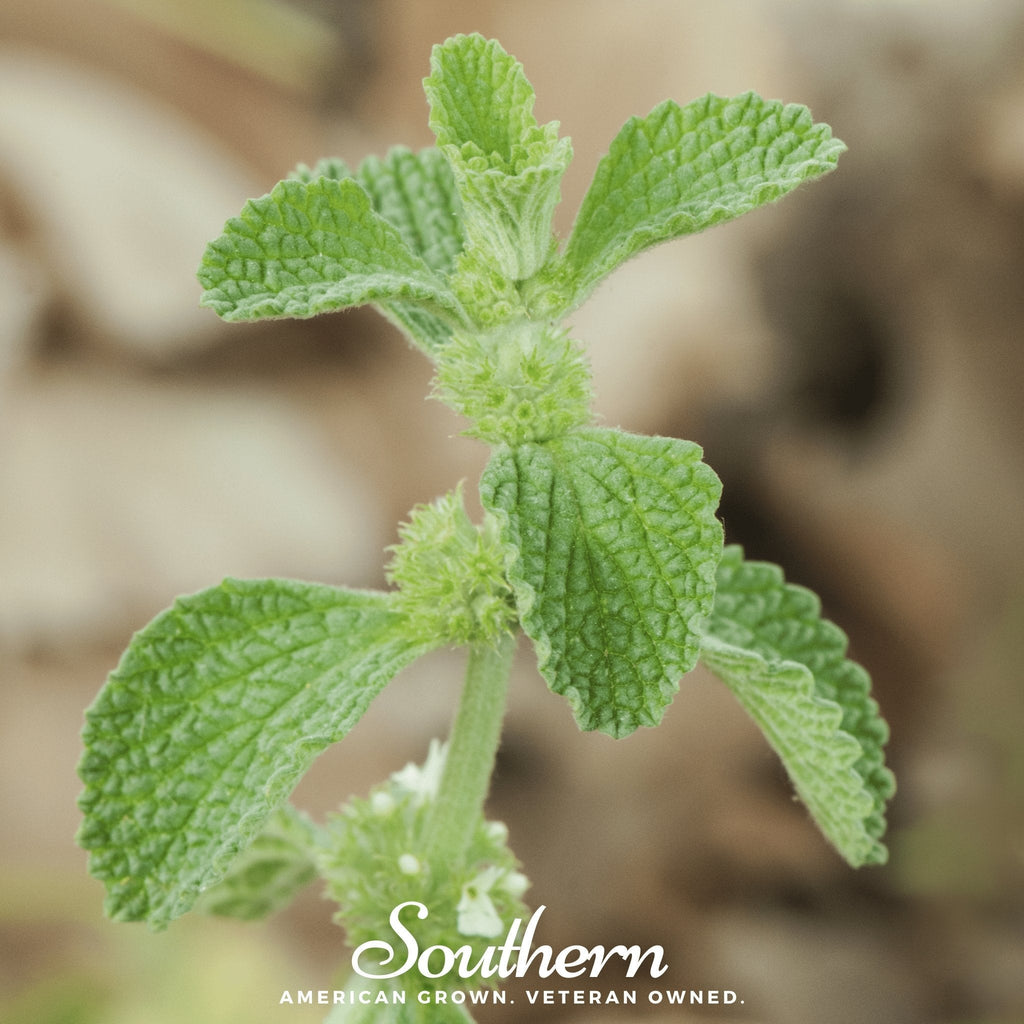 Horehound – 50 Seeds Southern Seeds