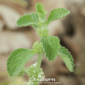 Horehound – 50 Seeds Southern Seeds