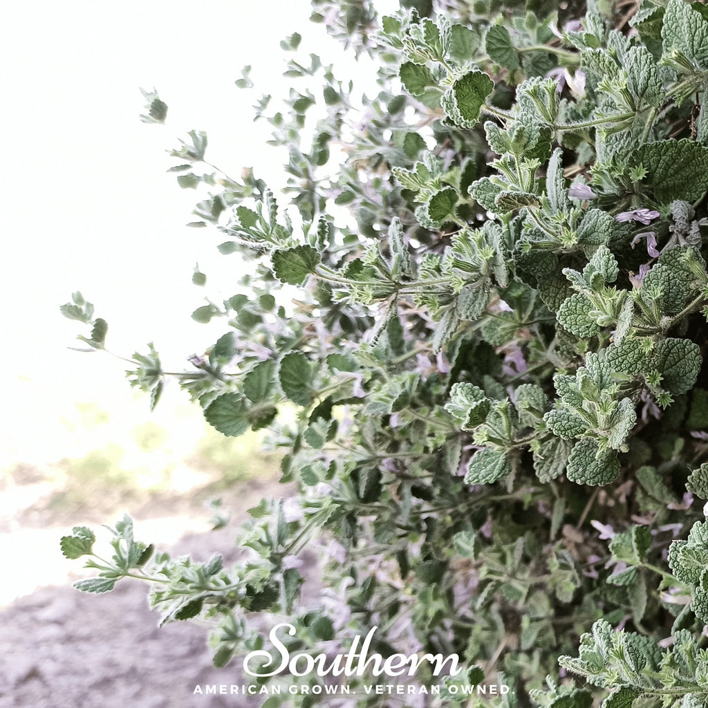 Horehound – 50 Seeds Southern Seeds