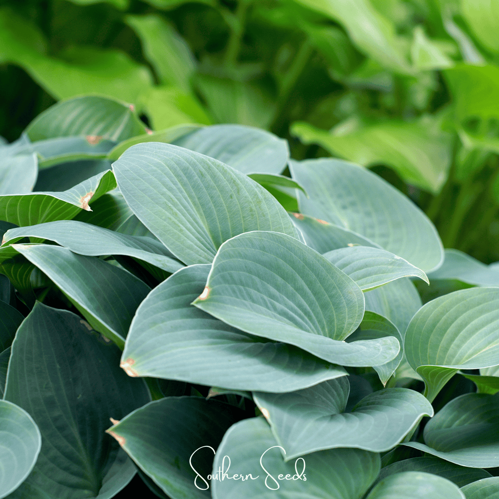 Blue Hosta – 25 Seeds Southern Seeds