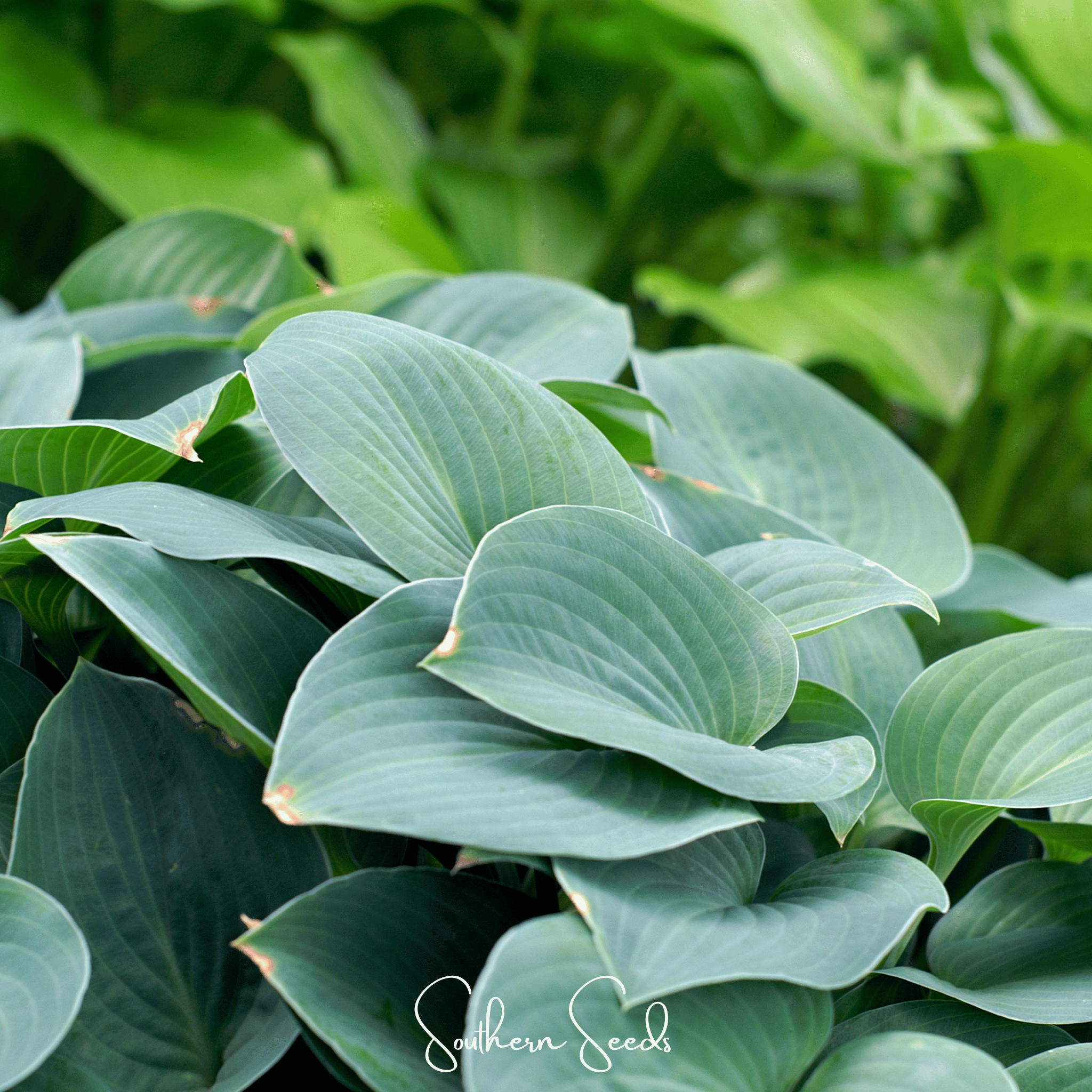 Blue Hosta – 25 Seeds Southern Seeds