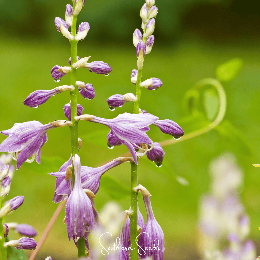 Blue Hosta – 25 Seeds Southern Seeds