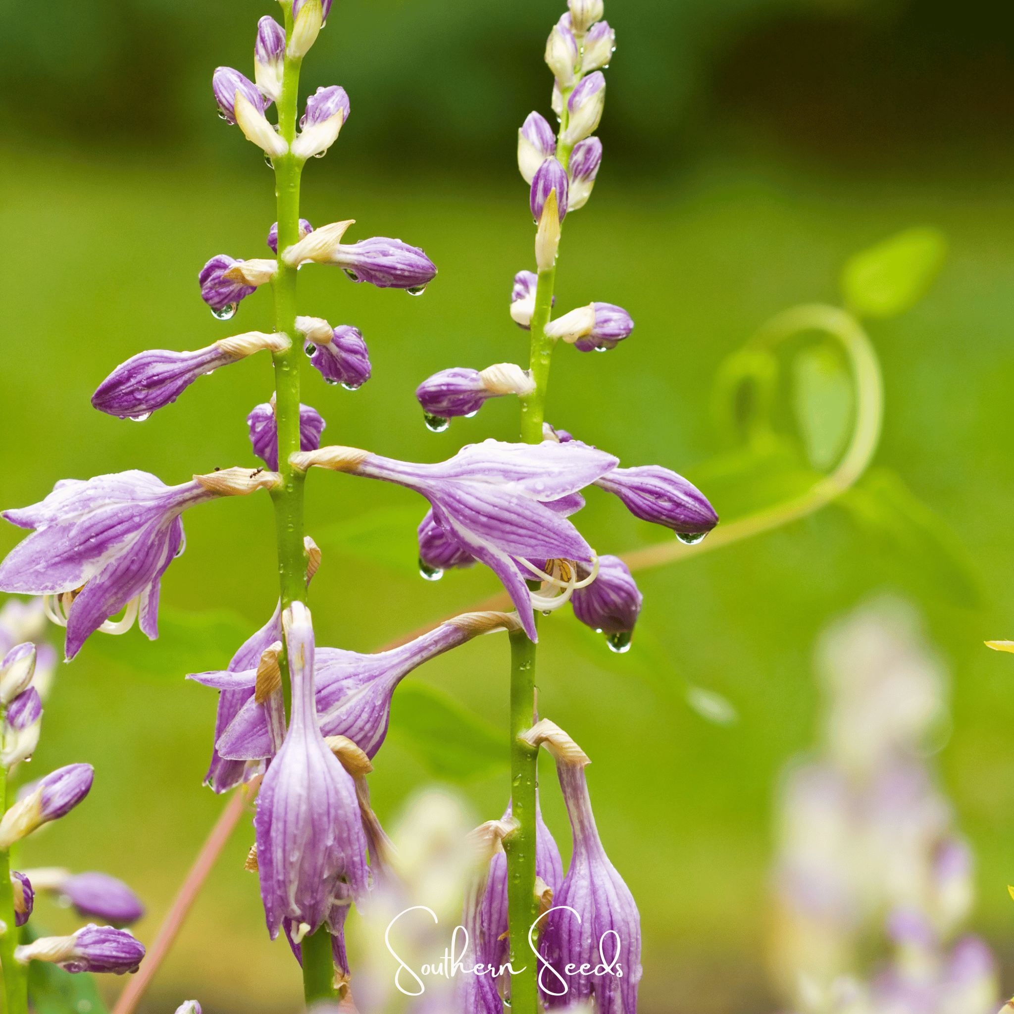 Blue Hosta – 25 Seeds Southern Seeds