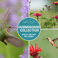 Hummingbird Garden Seed Collection – 10 Varieties Southern Seeds