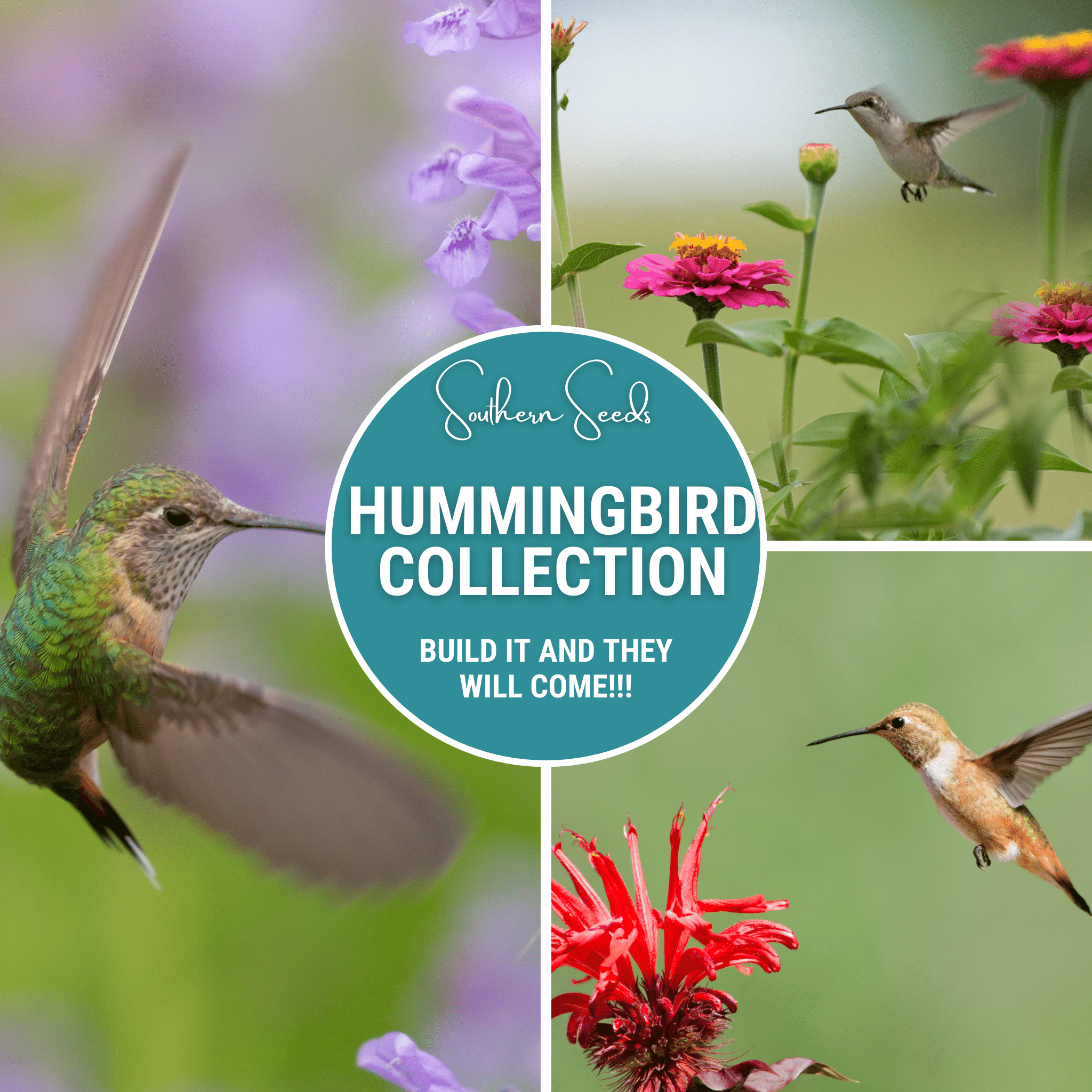 Hummingbird Garden Seed Collection – 10 Varieties Southern Seeds