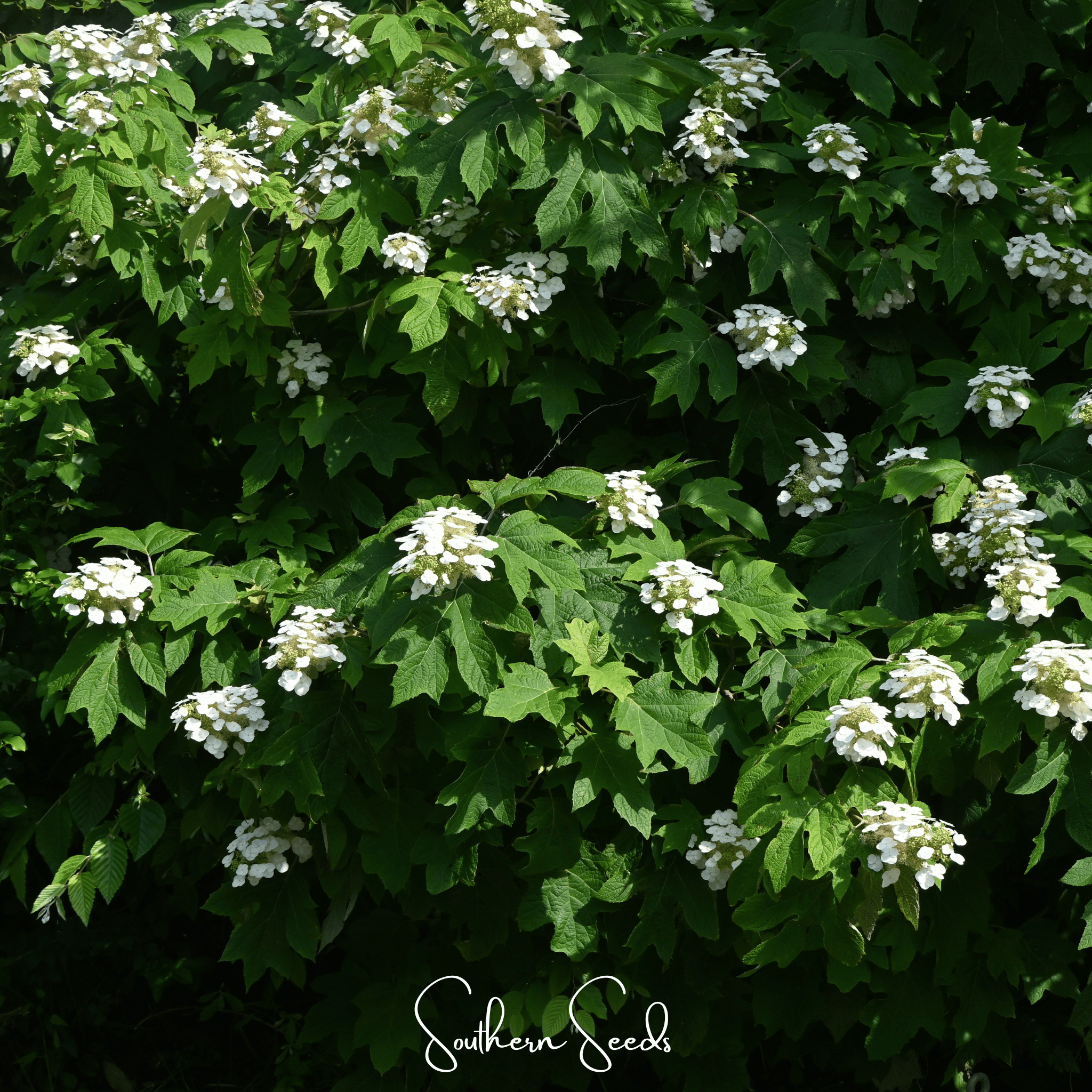 Oakleaf Hydrangea – 100 Seeds Southern Seeds