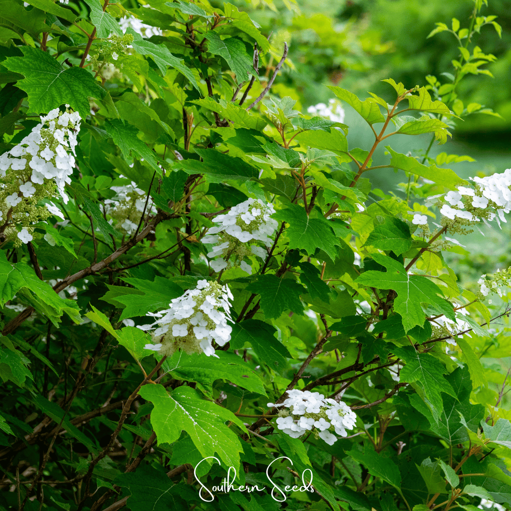 Oakleaf Hydrangea – 100 Seeds Southern Seeds