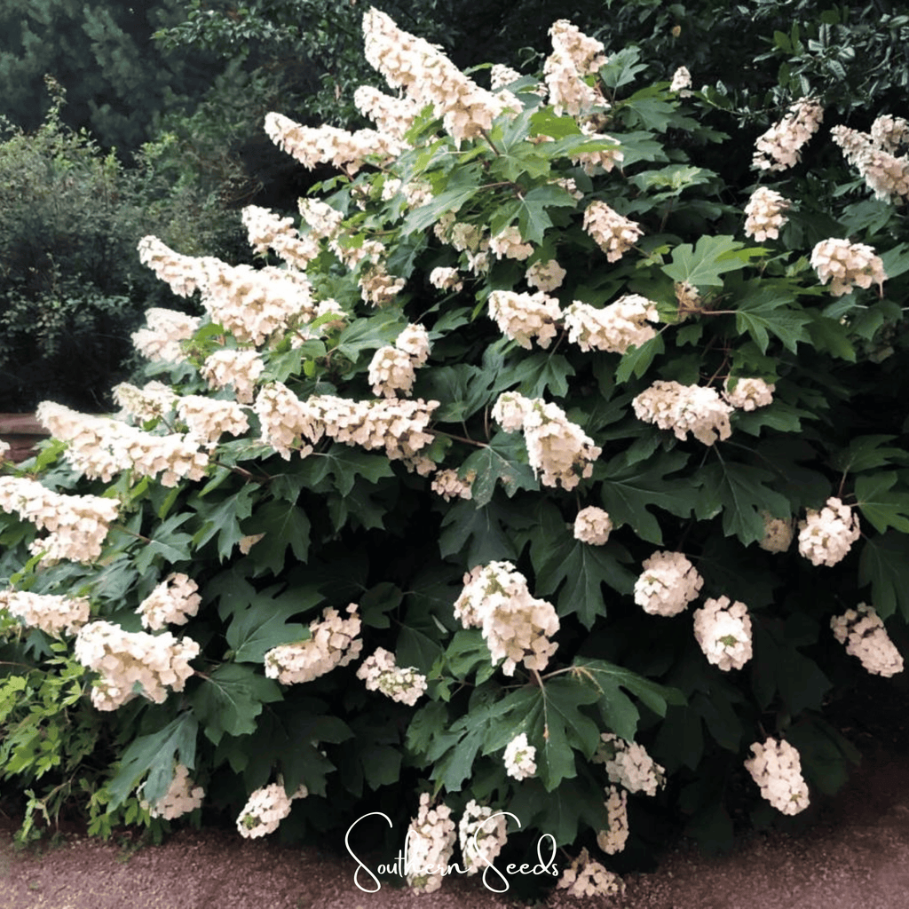 Oakleaf Hydrangea – 100 Seeds Southern Seeds