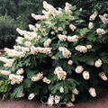 Oakleaf Hydrangea – 100 Seeds Southern Seeds