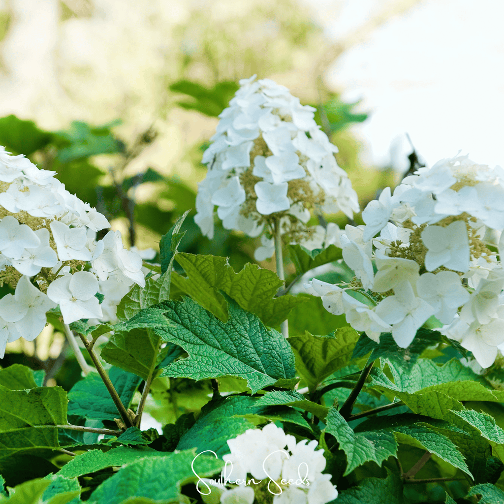 Oakleaf Hydrangea – 100 Seeds Southern Seeds