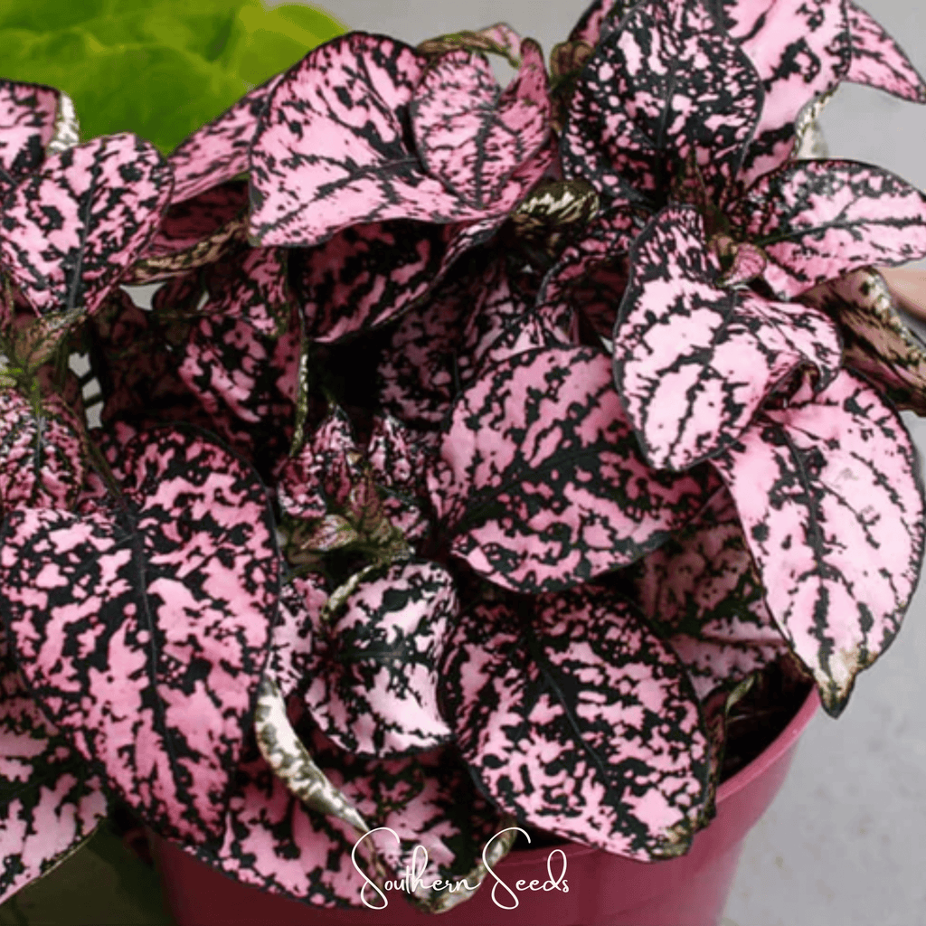 Pink Polka Dot Hypoestes – 25 Seeds Southern Seeds