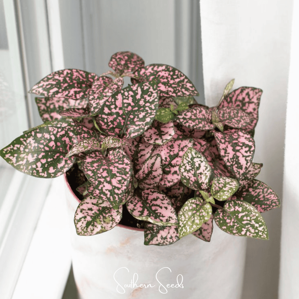 Pink Polka Dot Hypoestes – 25 Seeds Southern Seeds