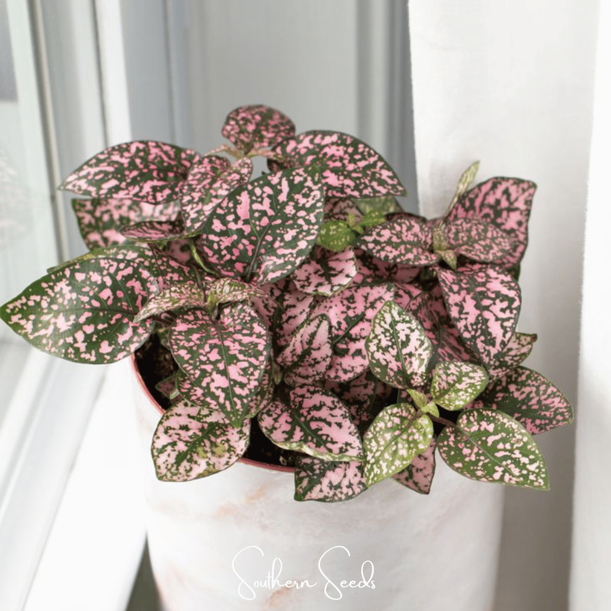 Pink Polka Dot Hypoestes – 25 Seeds Southern Seeds