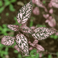 Pink Polka Dot Hypoestes – 25 Seeds Southern Seeds