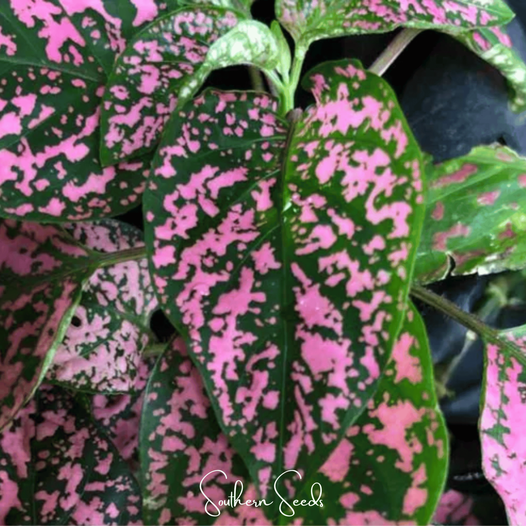 Pink Polka Dot Hypoestes – 25 Seeds Southern Seeds