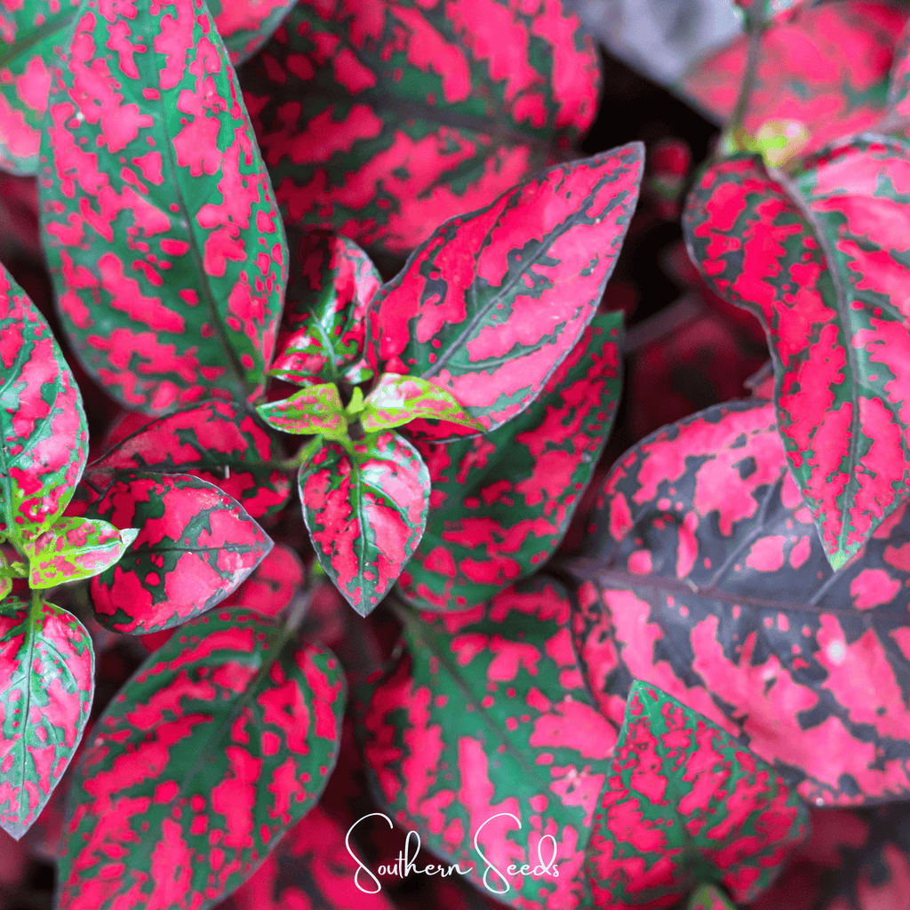 Splash Select Red Hypoestes – 25 Seeds Southern Seeds