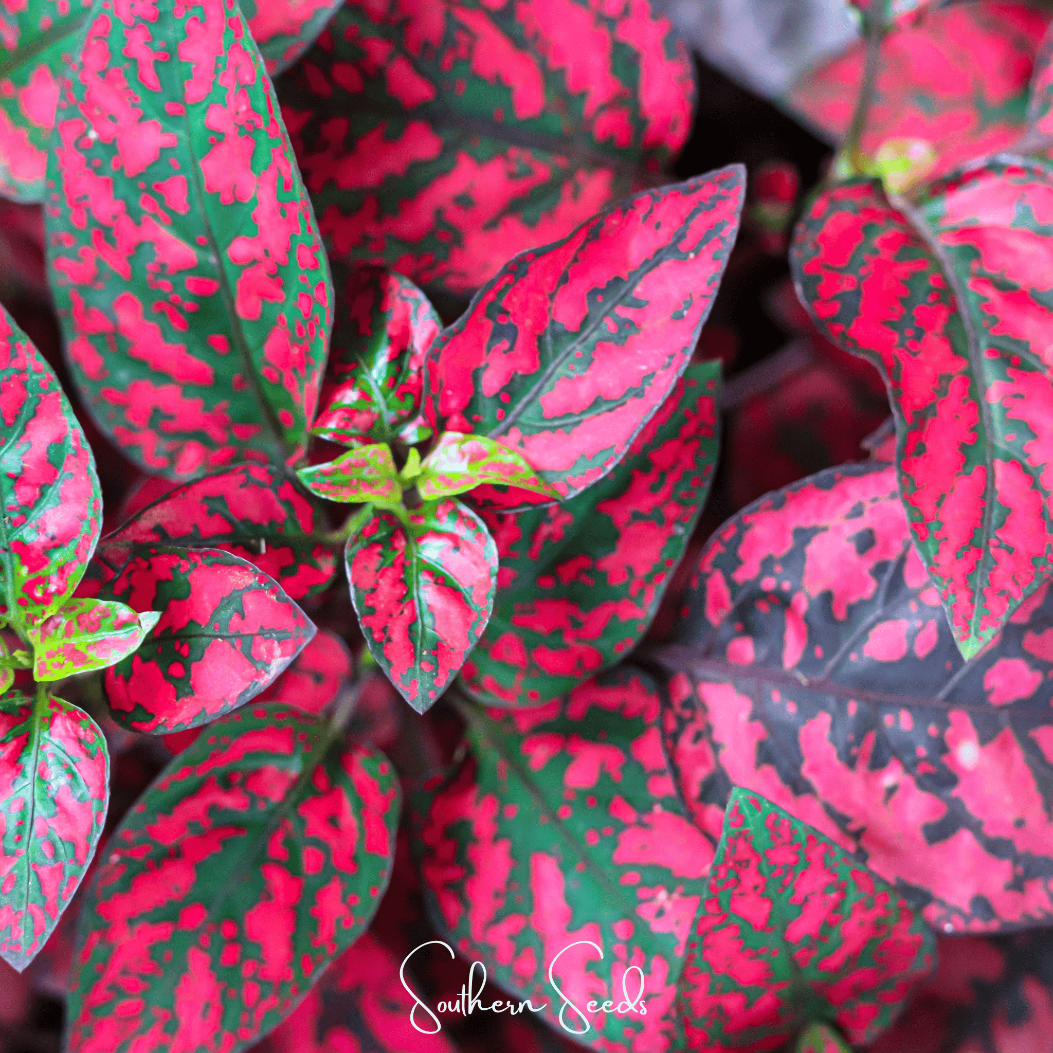 Splash Select Red Hypoestes – 25 Seeds Southern Seeds