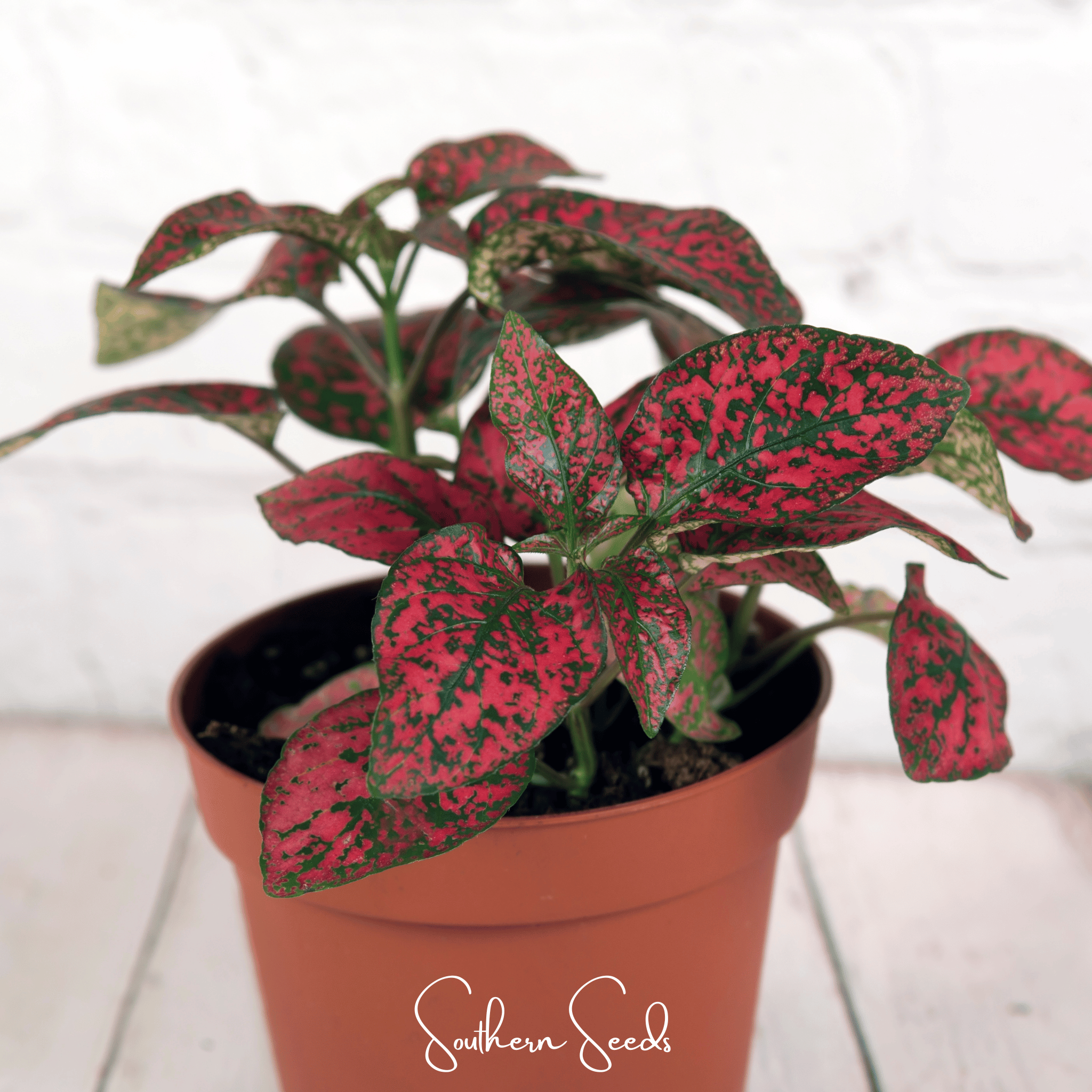 Splash Select Red Hypoestes – 25 Seeds Southern Seeds