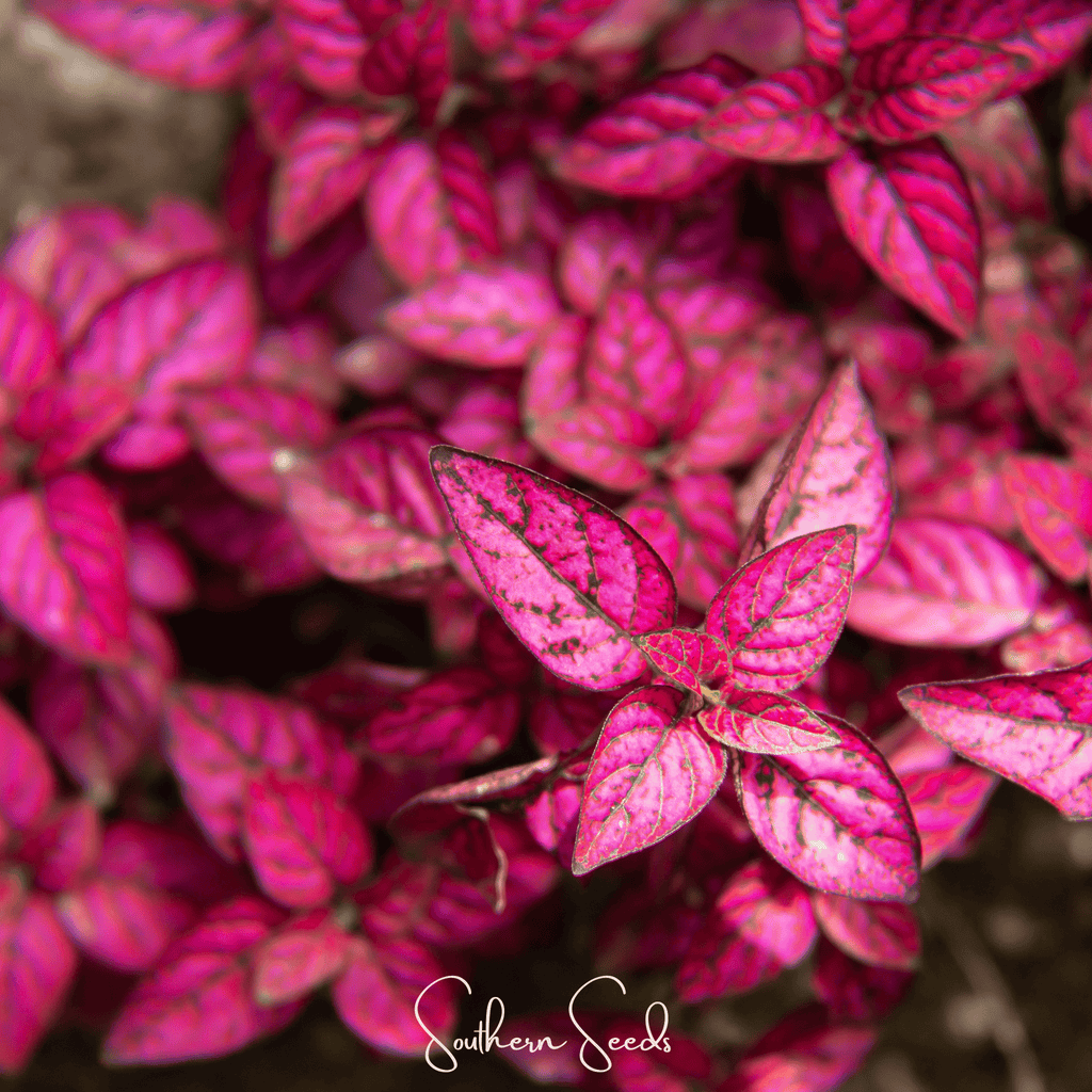 Splash Select Red Hypoestes – 25 Seeds Southern Seeds