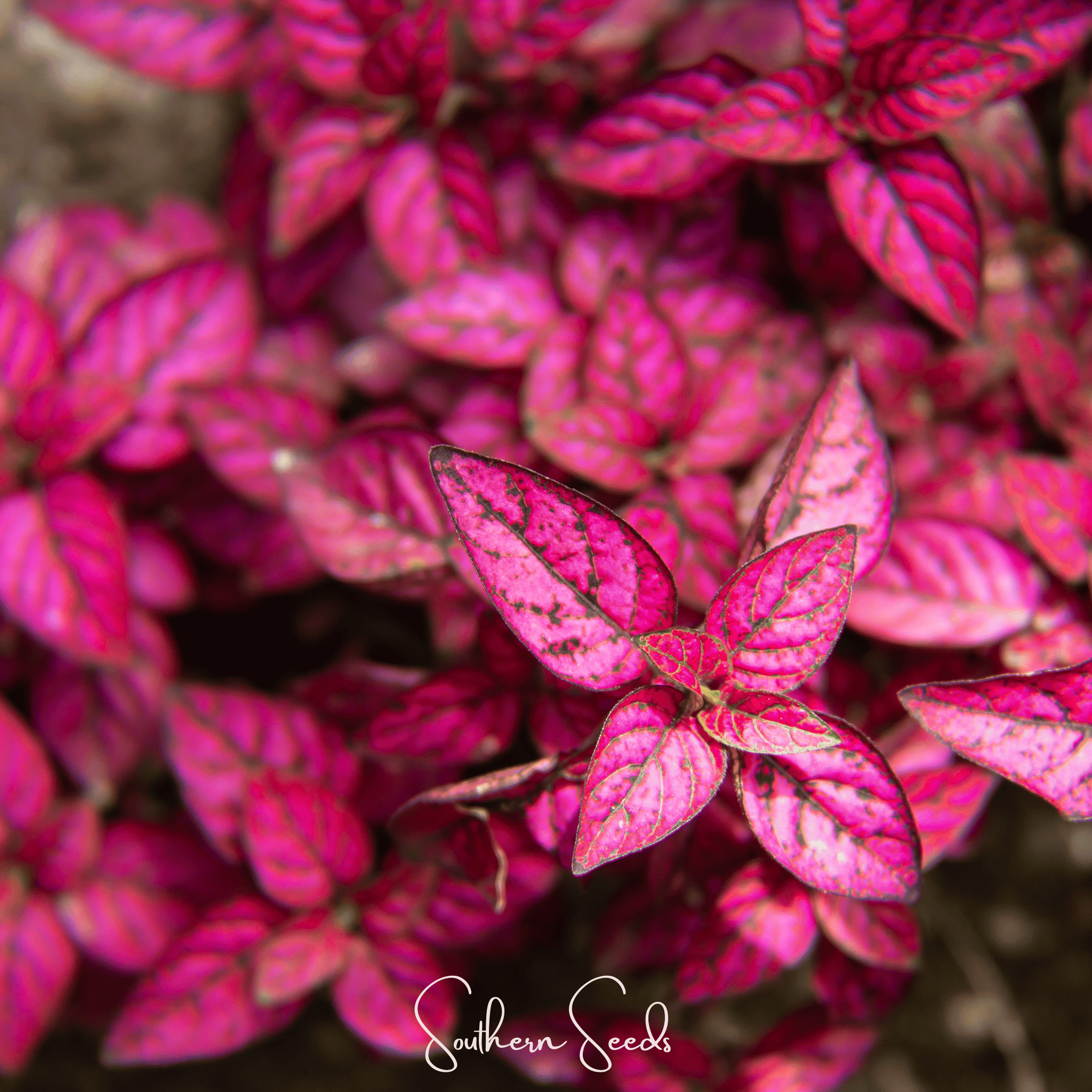 Splash Select Red Hypoestes – 25 Seeds Southern Seeds