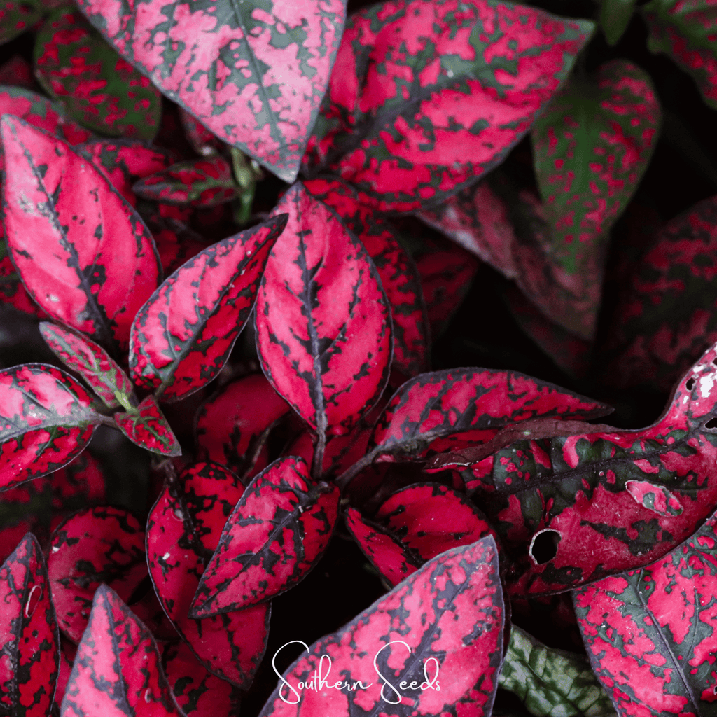 Splash Select Red Hypoestes – 25 Seeds Southern Seeds