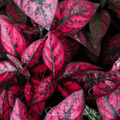 Splash Select Red Hypoestes – 25 Seeds Southern Seeds