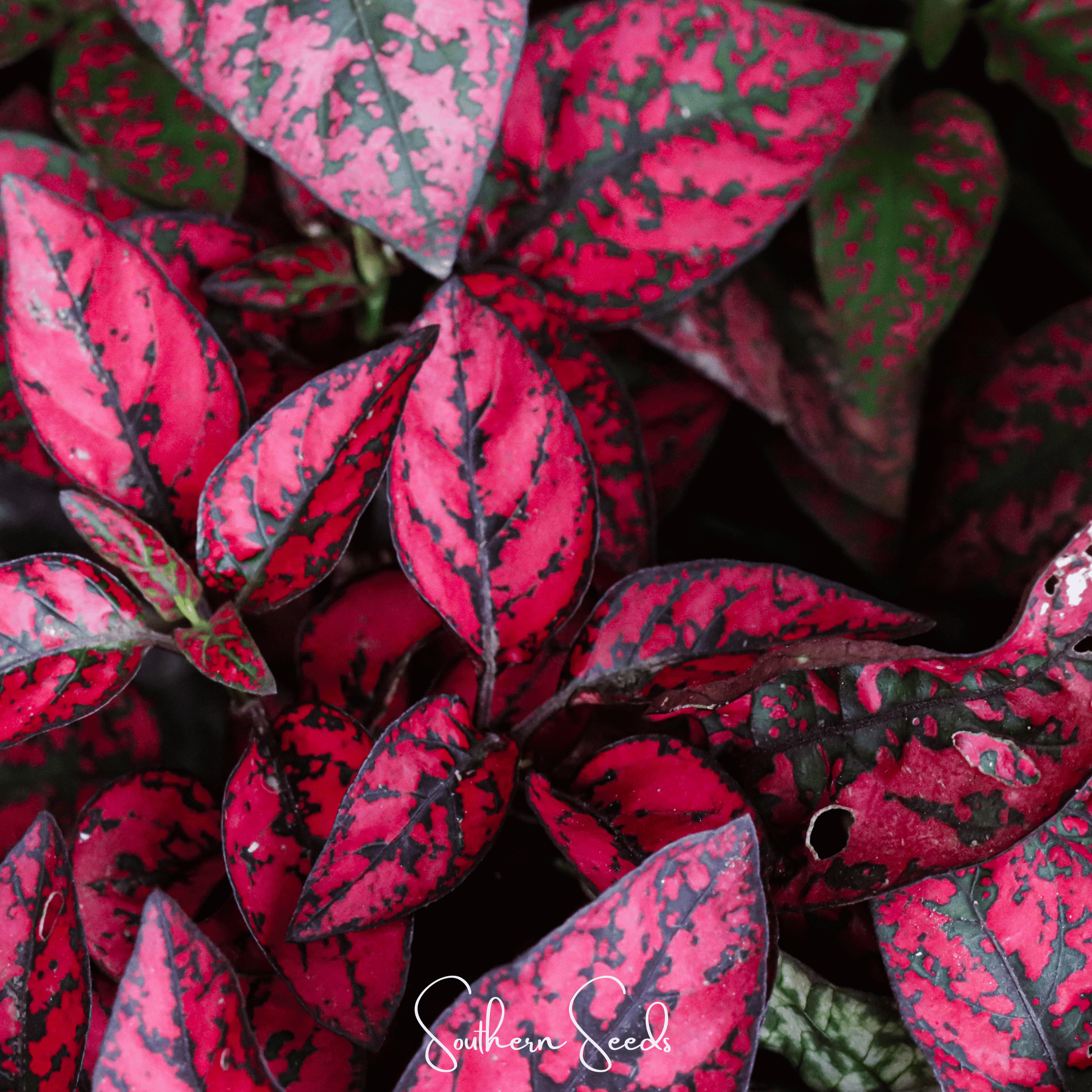 Splash Select Red Hypoestes – 25 Seeds Southern Seeds
