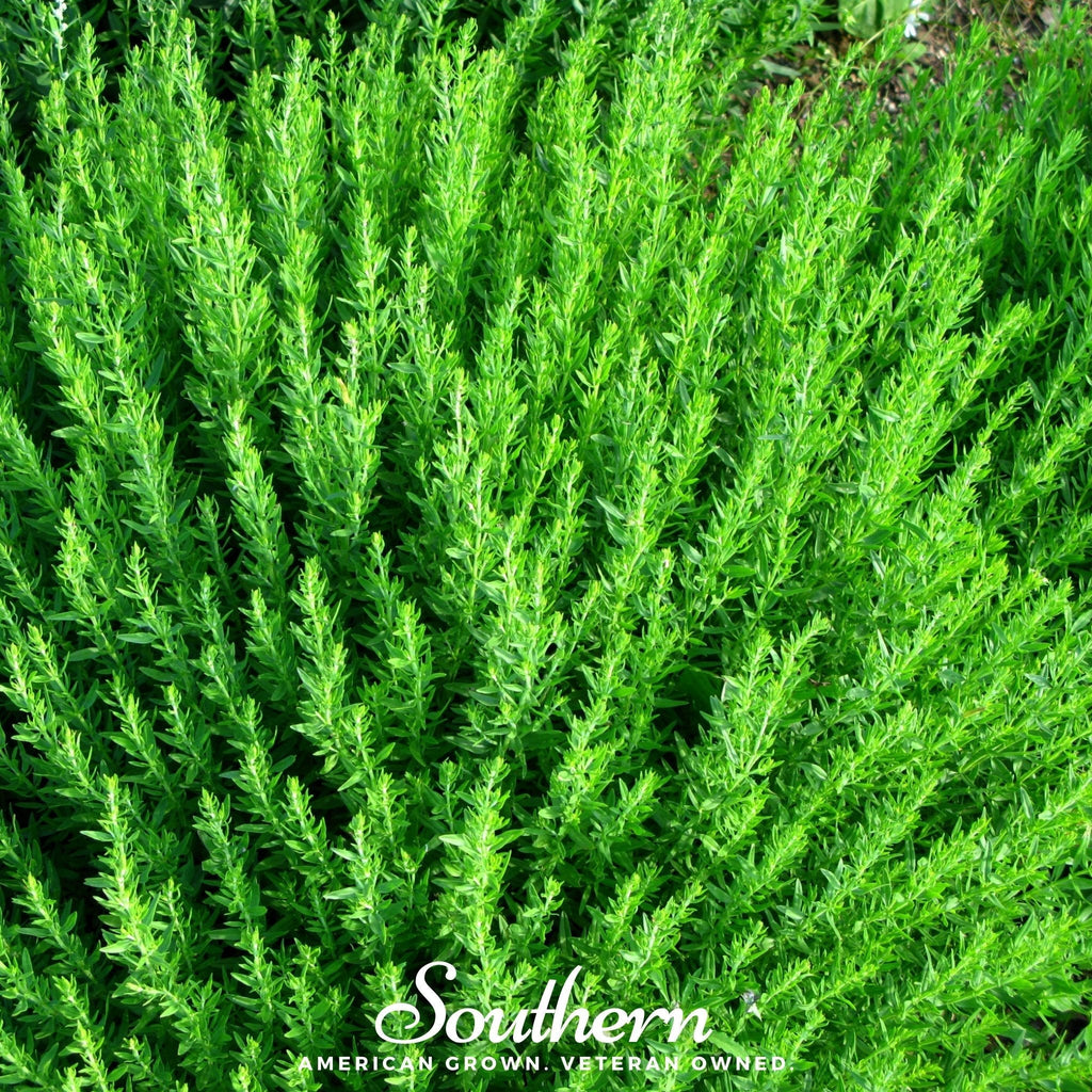 Blue Hyssop – 200 Seeds Southern Seeds