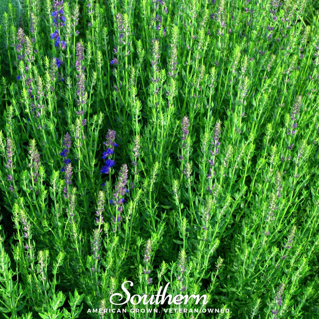 Blue Hyssop – 200 Seeds Southern Seeds
