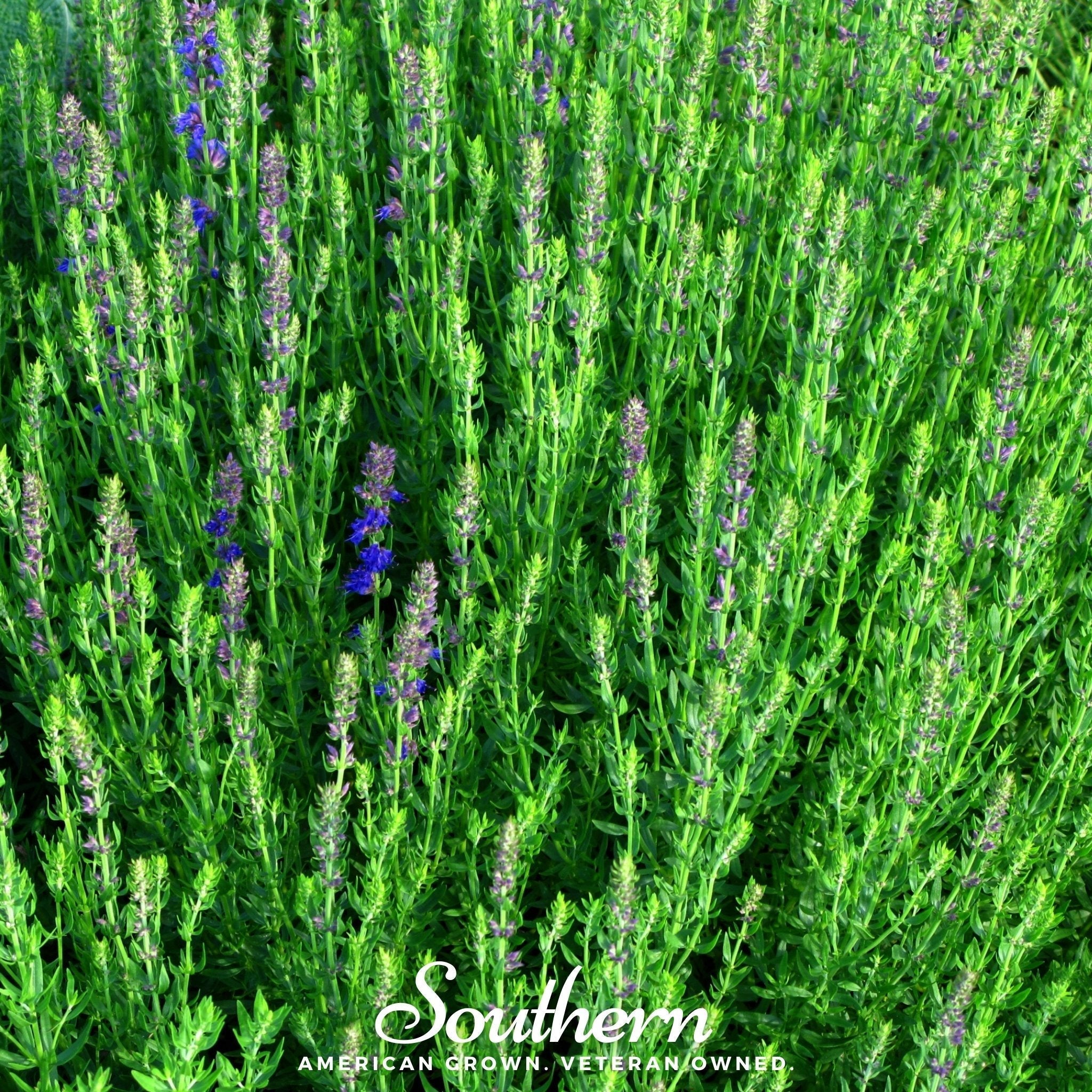 Blue Hyssop – 200 Seeds Southern Seeds
