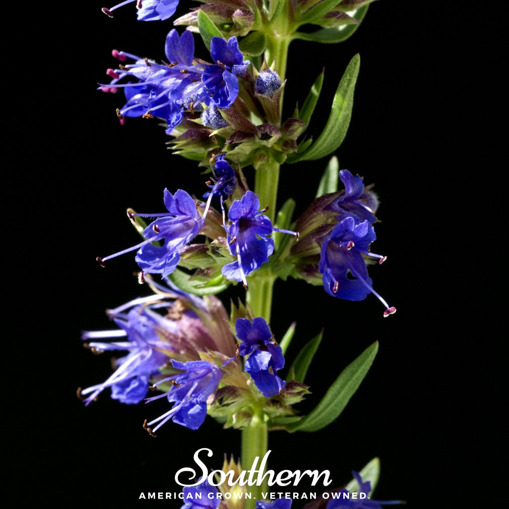 Blue Hyssop – 200 Seeds Southern Seeds