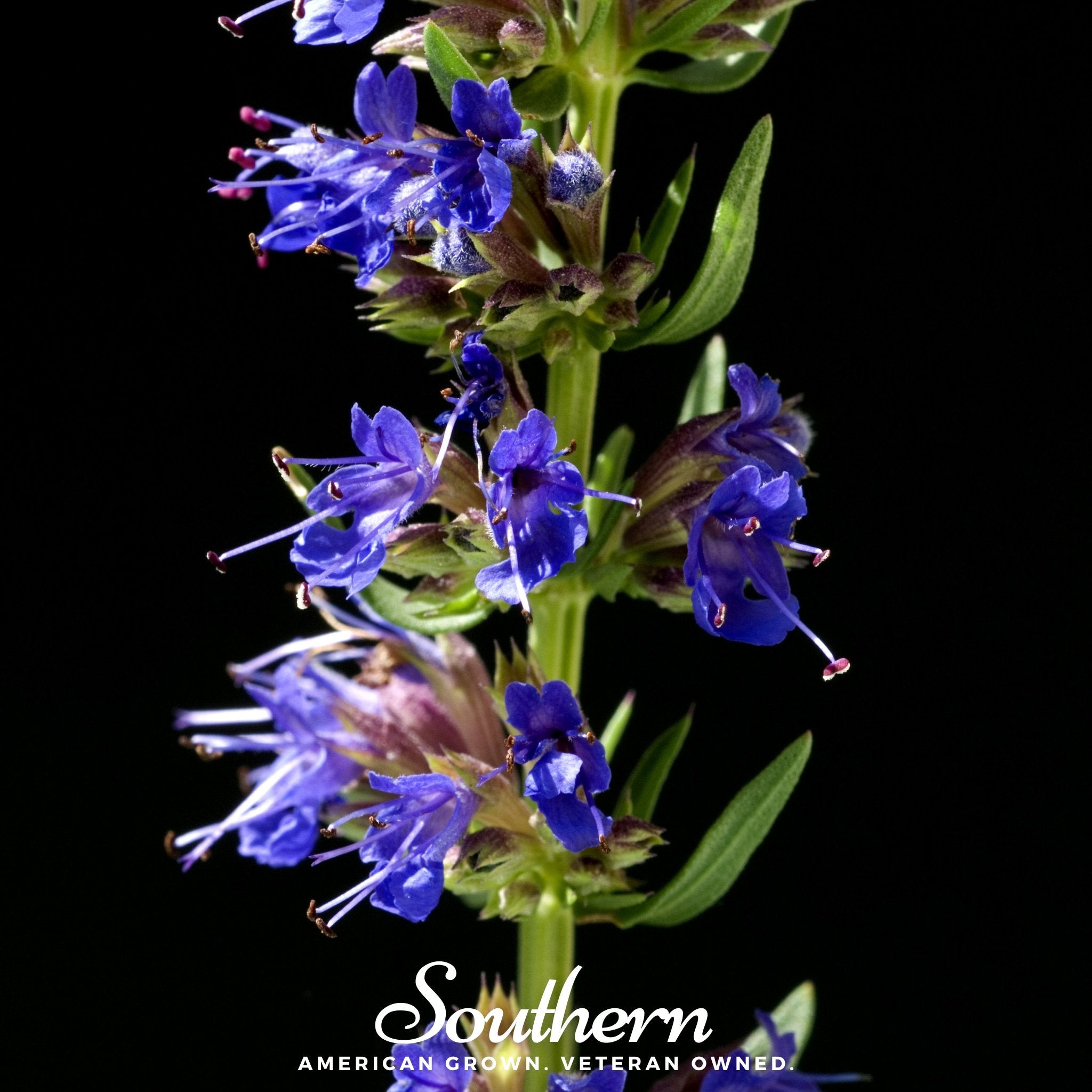 Blue Hyssop – 200 Seeds Southern Seeds