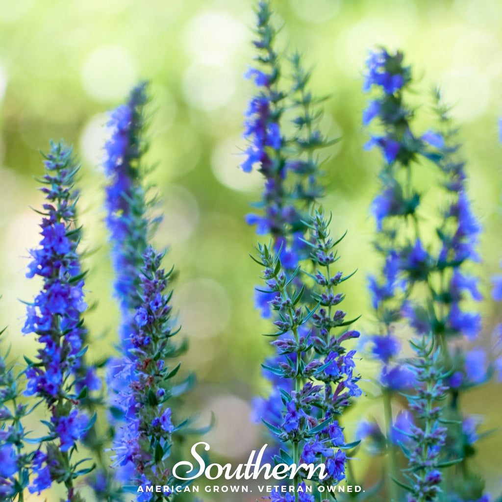 Blue Hyssop – 200 Seeds Southern Seeds