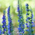 Blue Hyssop – 200 Seeds Southern Seeds