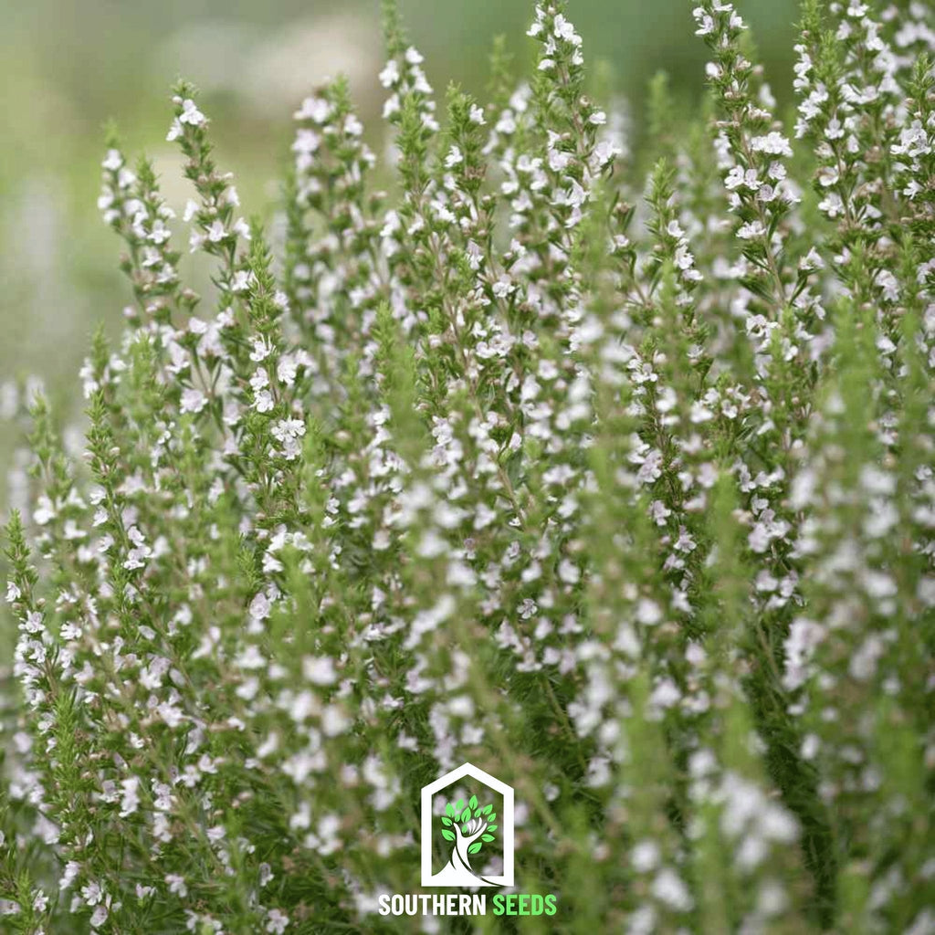 White Hyssop – 50 Seeds Southern Seeds